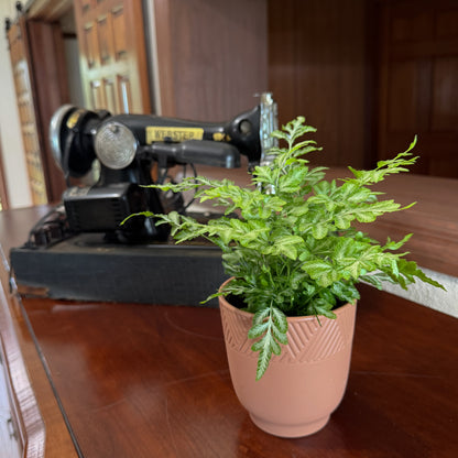 Silver Lace Fern (Pteris Ensiformis &