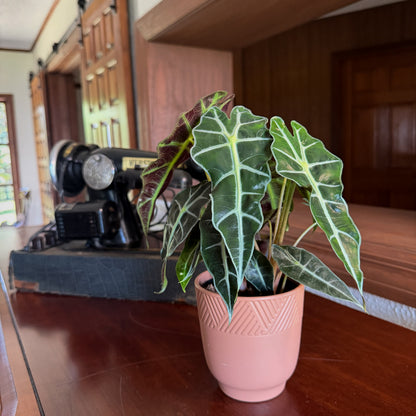 Alocasia Polly (Alocasia x Amazonica &