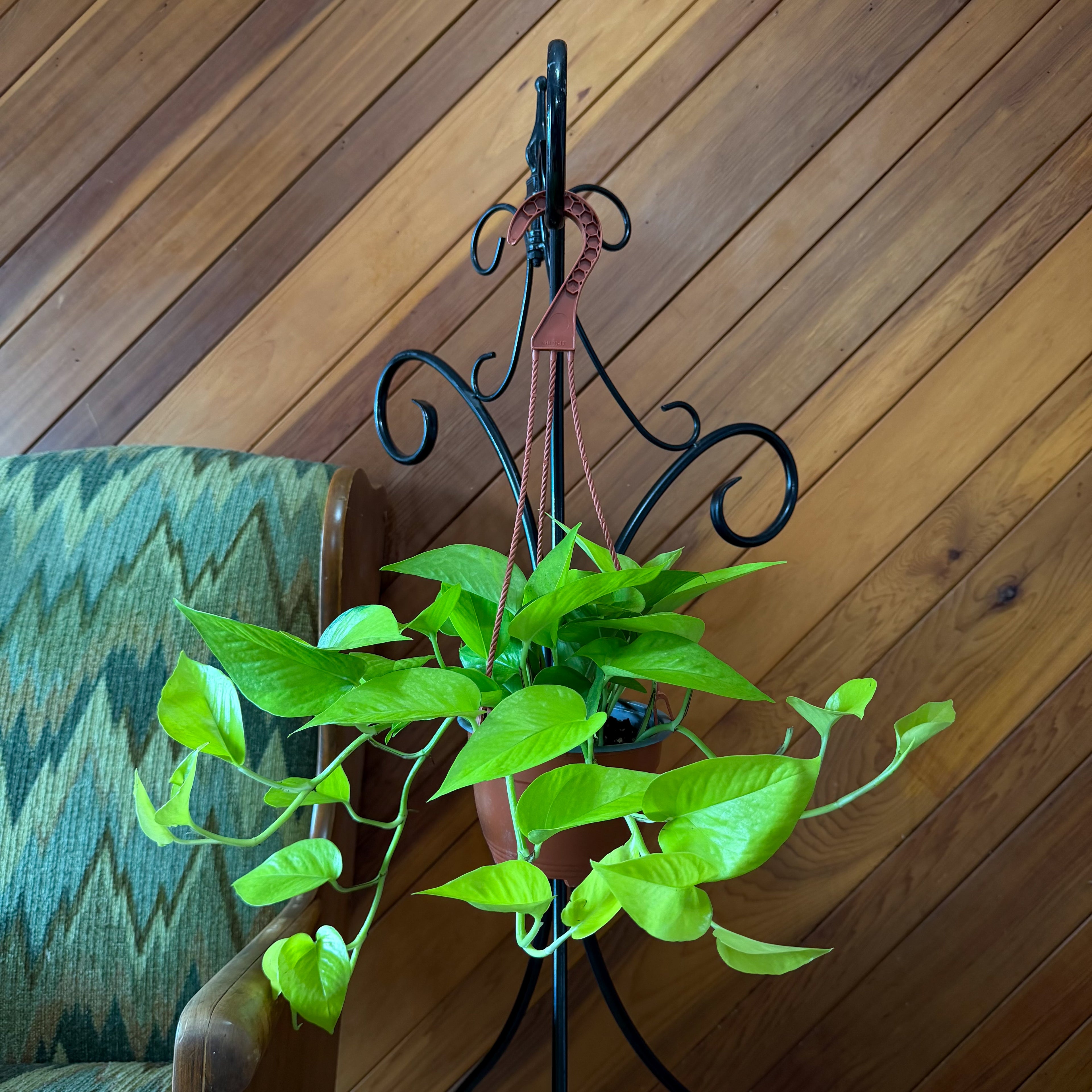 Pothos Neon Hanging Basket (Epipremnum Aureum &