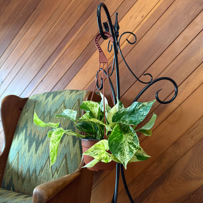 Pothos Marble Queen Hanging Basket (Epipremnum Aureum &