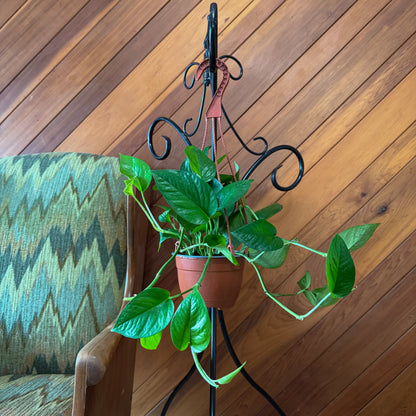 Pothos Jade Hanging Basket (Epipremnum Aureum &