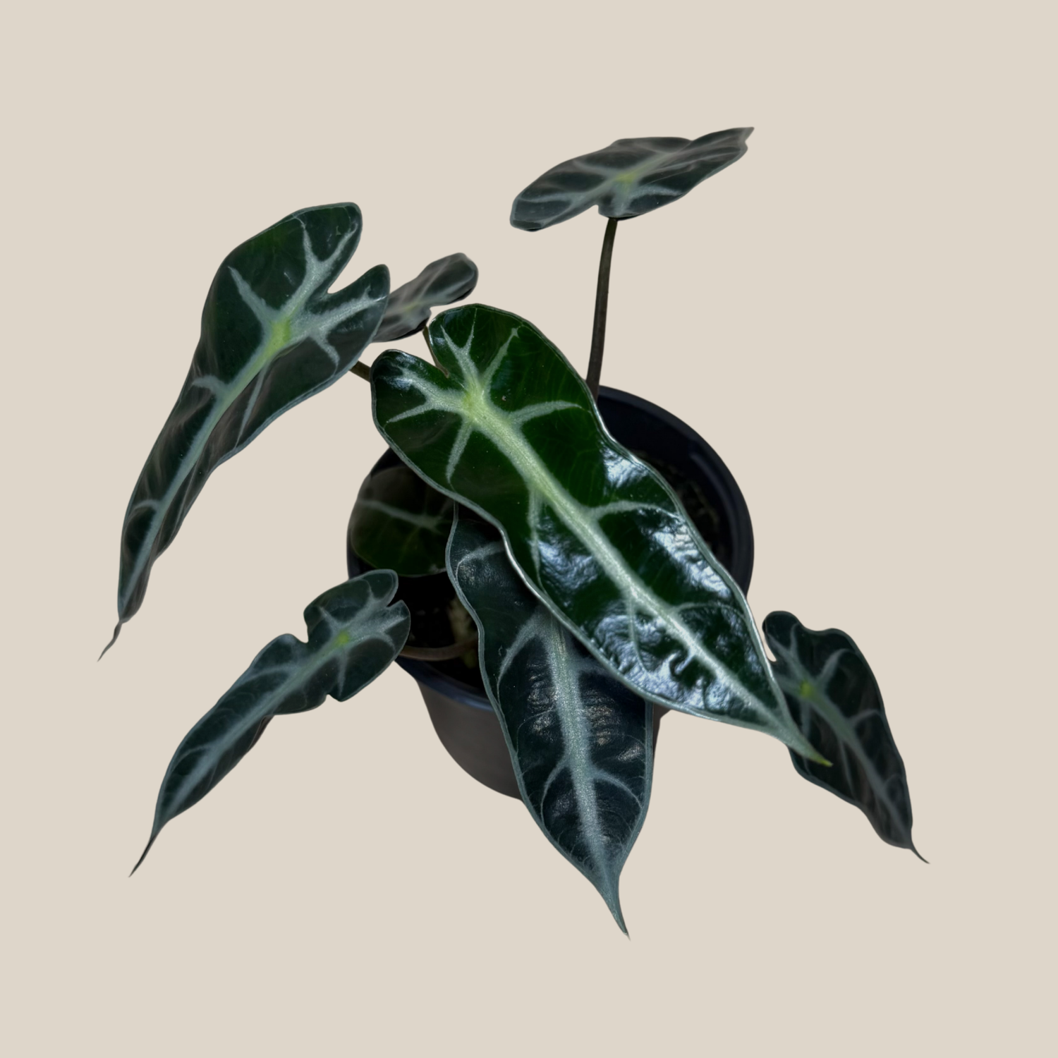 Alocasia Bambino (Alocasia Amazonica &