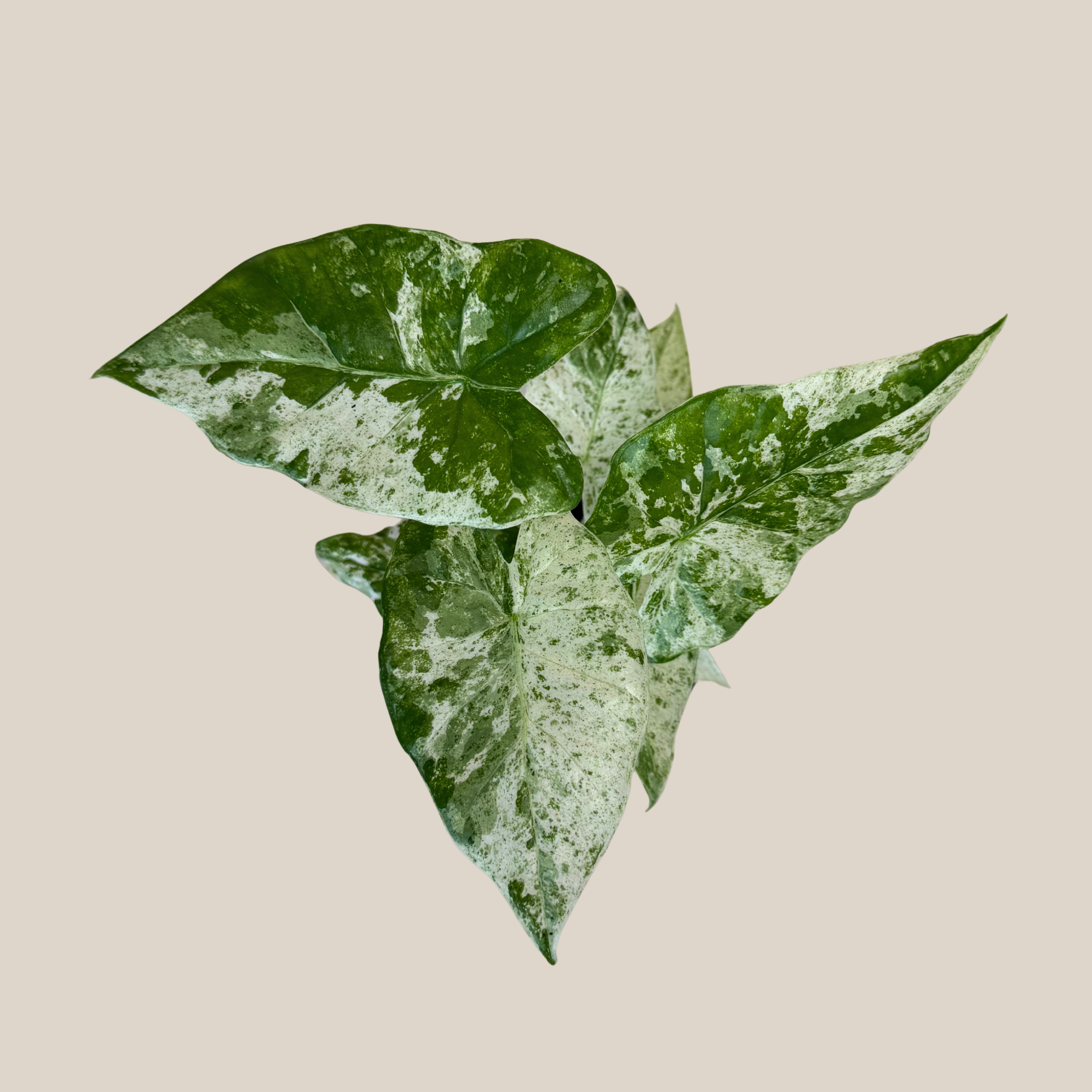 Alocasia Blizzard (Alocasia Odora &