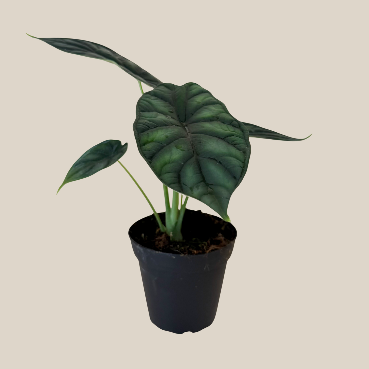 Alocasia Dragon Scale (Alocasia Baginda &