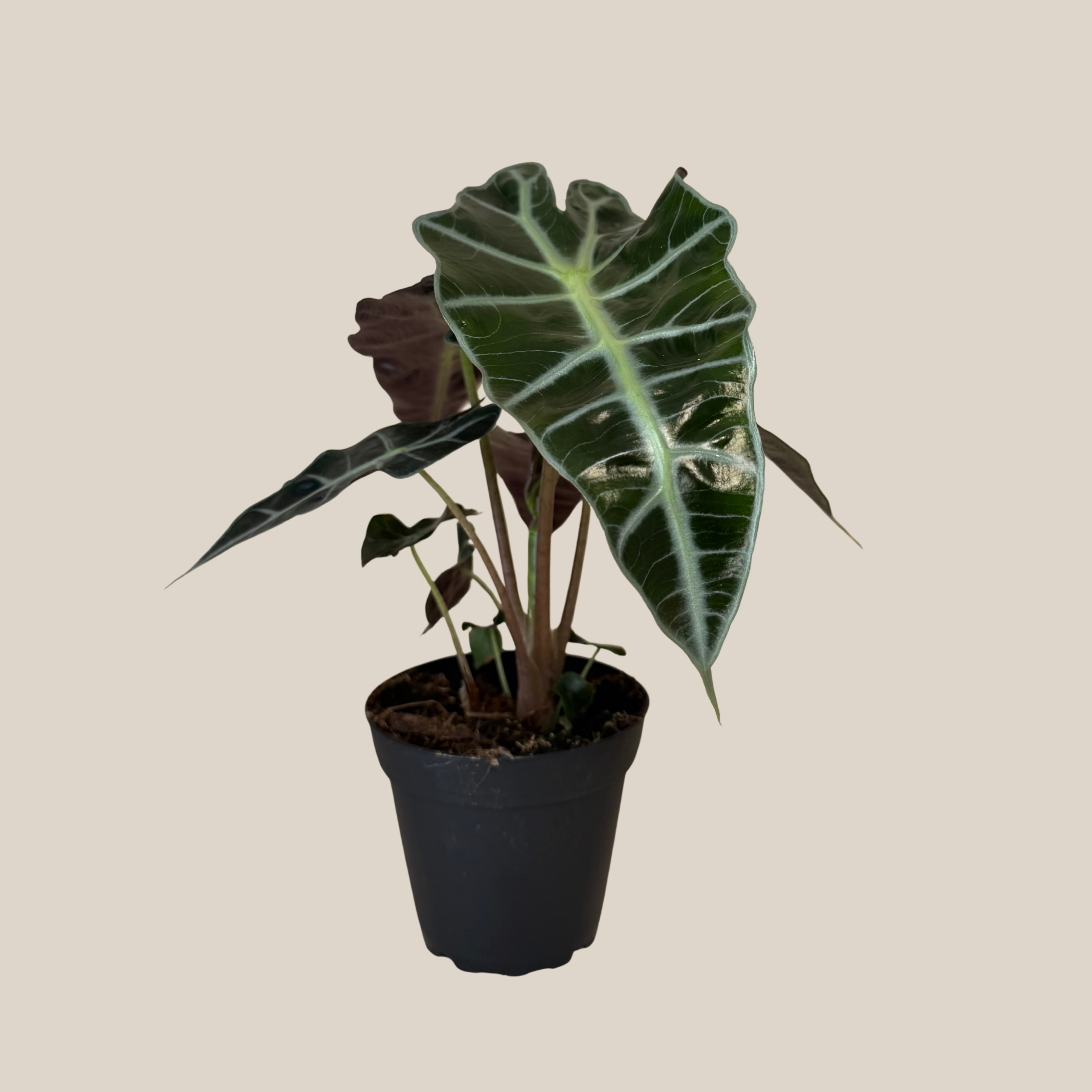 Alocasia Polly (Alocasia x Amazonica &