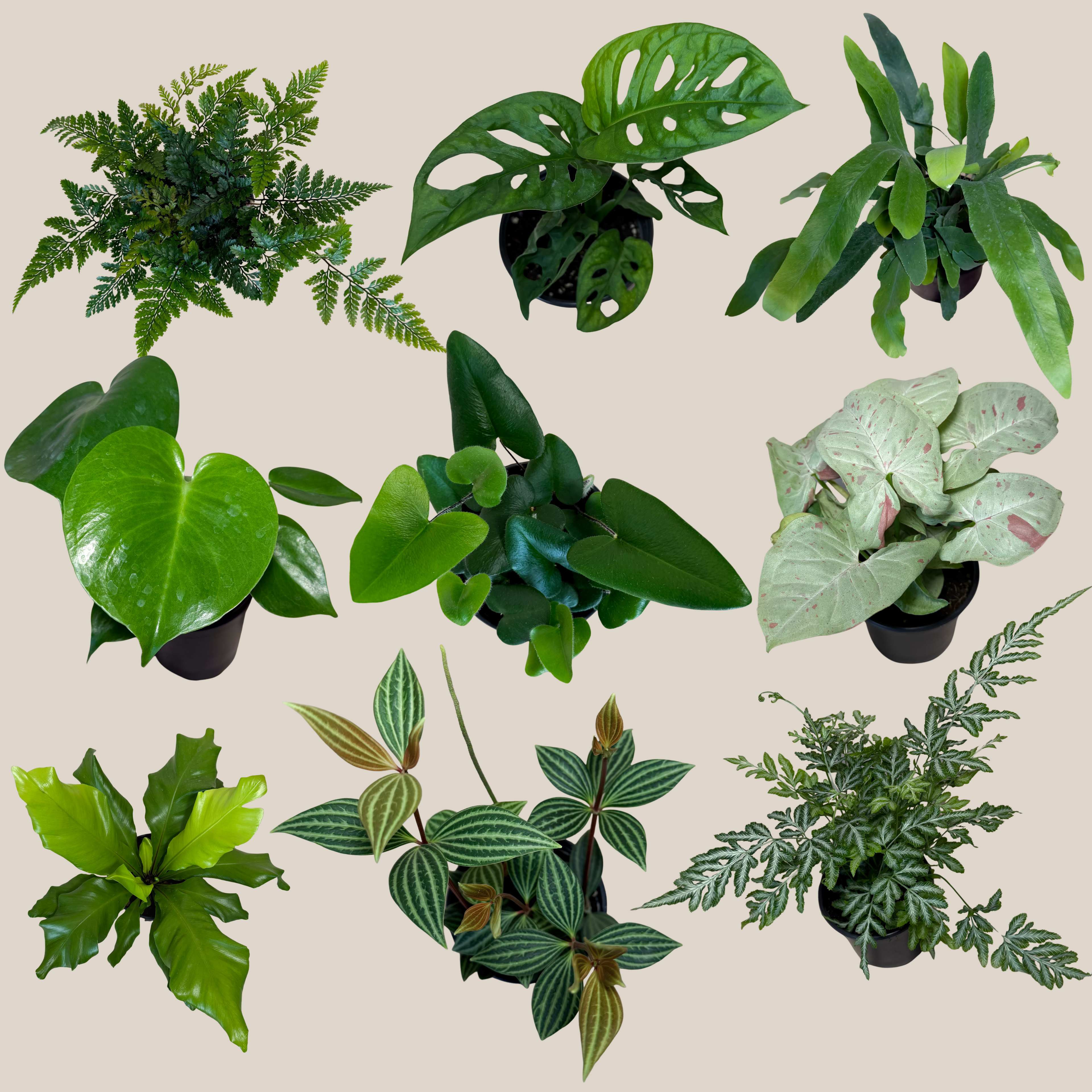 Fern &amp; Foliage Mystery Houseplant 4 Pack - 4 Inch Indoor Houseplants