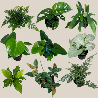 Fern &amp; Foliage Mystery Houseplant 4 Pack - 4 Inch Indoor Houseplants