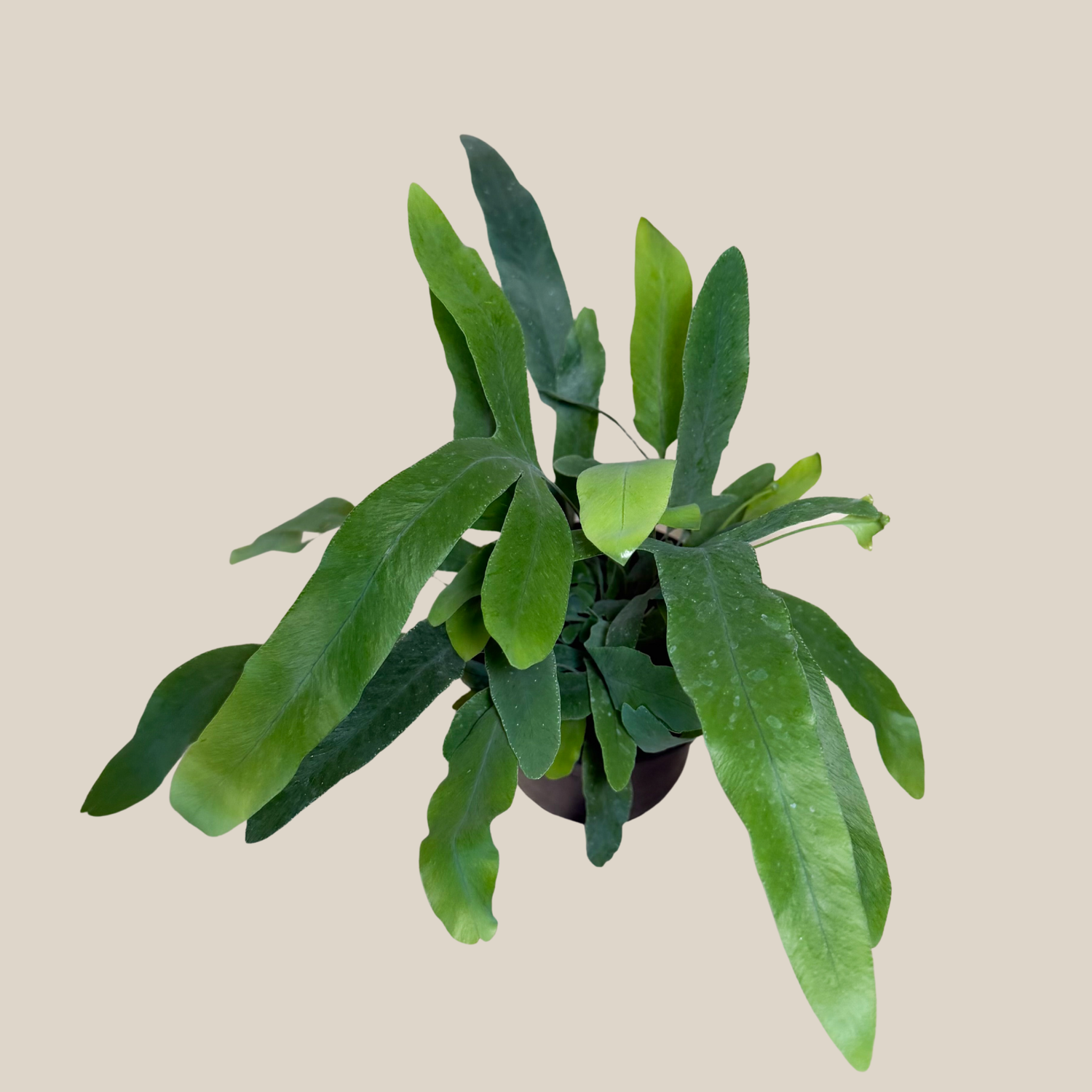 Blue Star Footed Fern (Phlebodium Aureum &