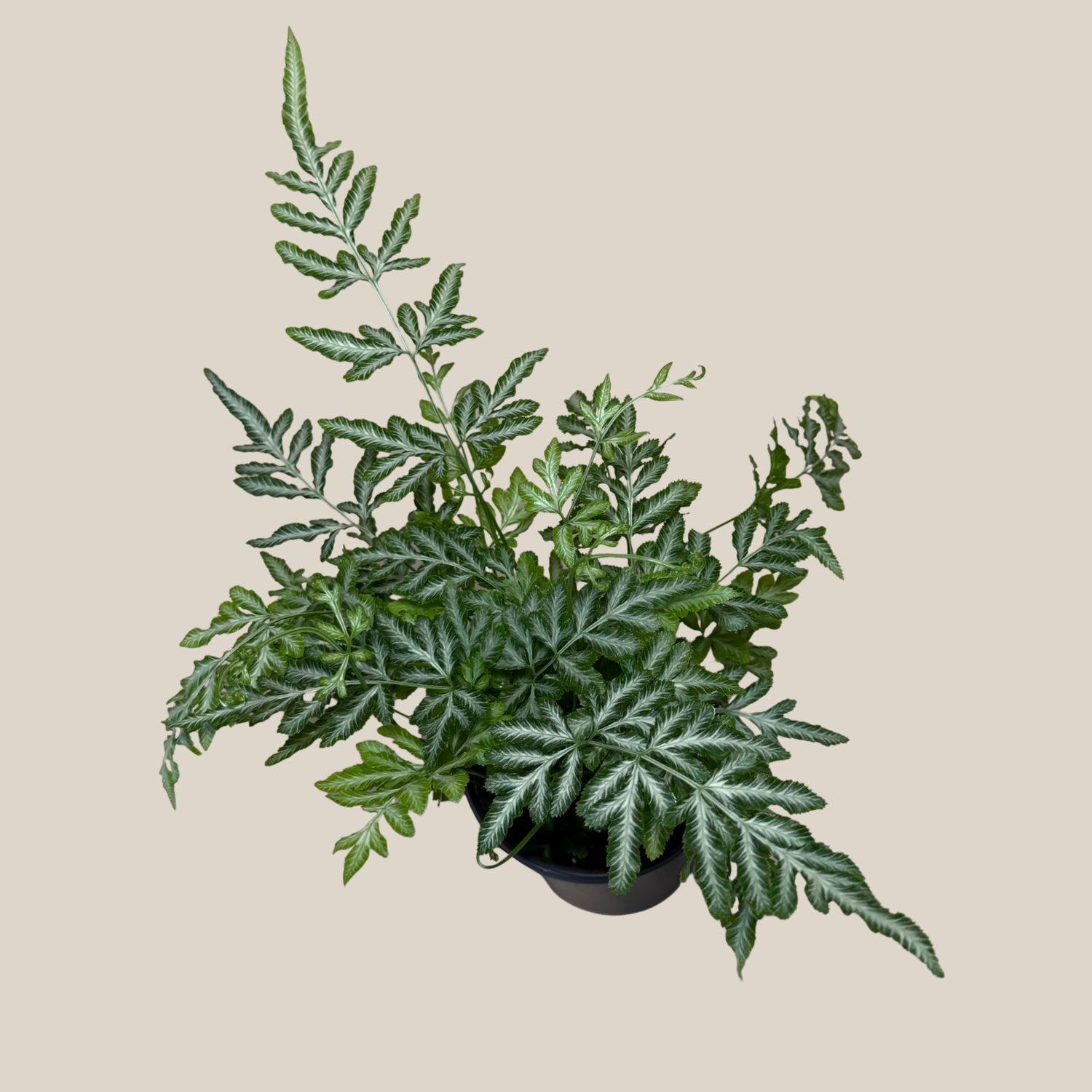 Silver Lace Fern (Pteris Ensiformis &