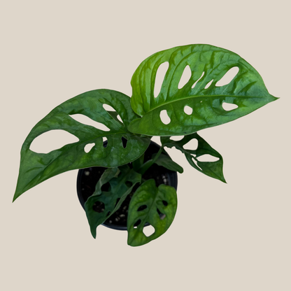Swiss Cheese Plant (Monstera Adansonii &
