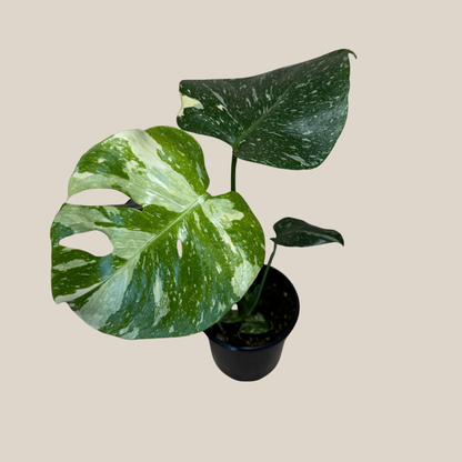 Monstera Thai Constellation (Monstera Deliciosa &