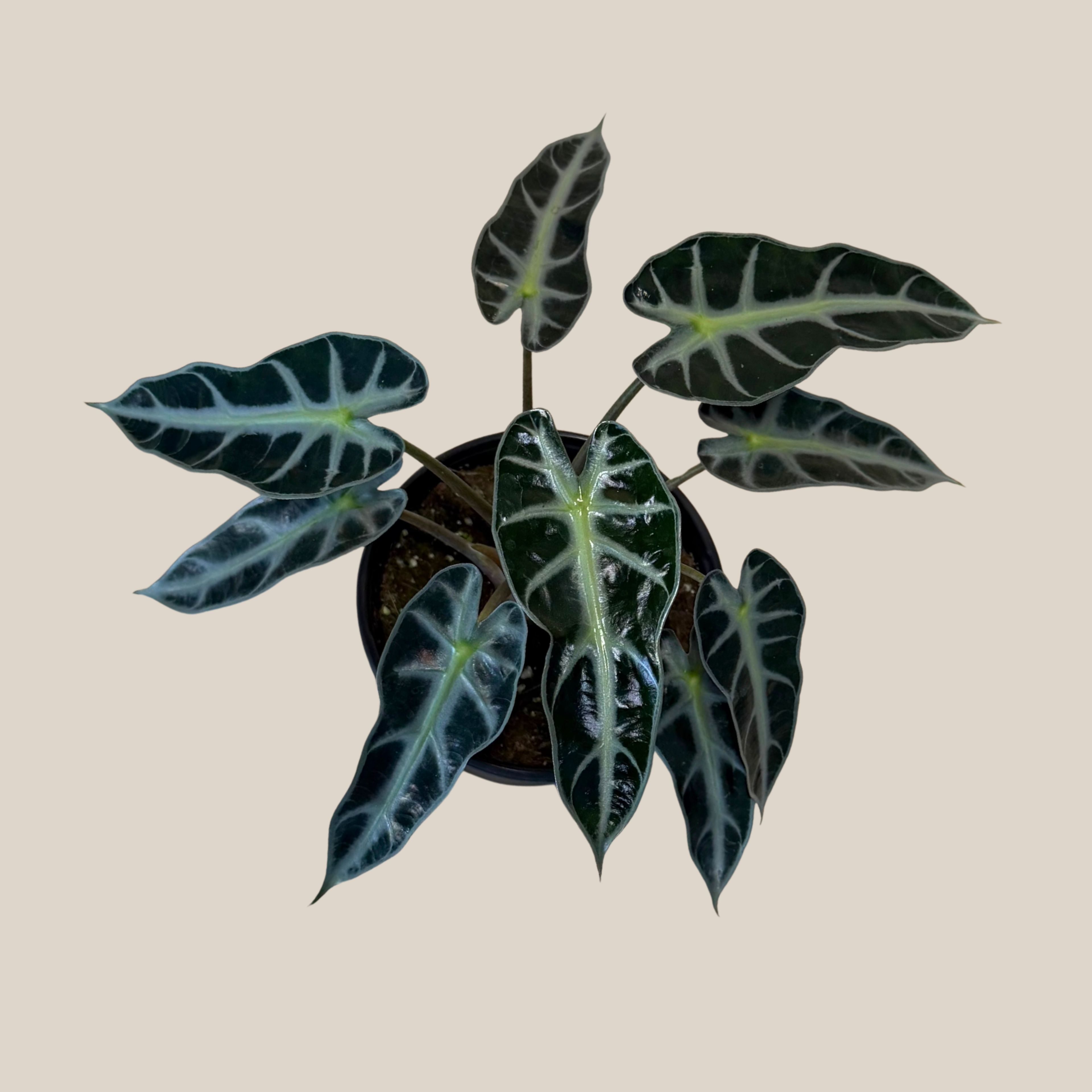 Alocasia Bambino (Alocasia Amazonica &