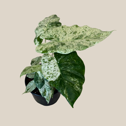 Alocasia Blizzard (Alocasia Odora &