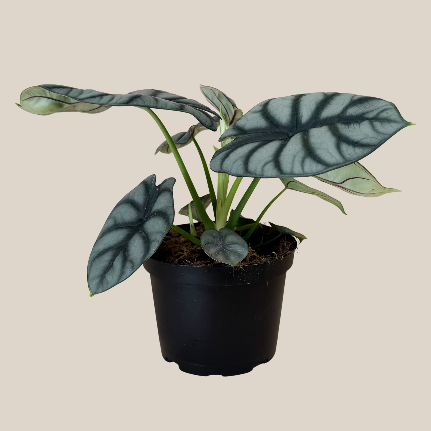 Alocasia Silver Dragon (Alocasia Baginda &