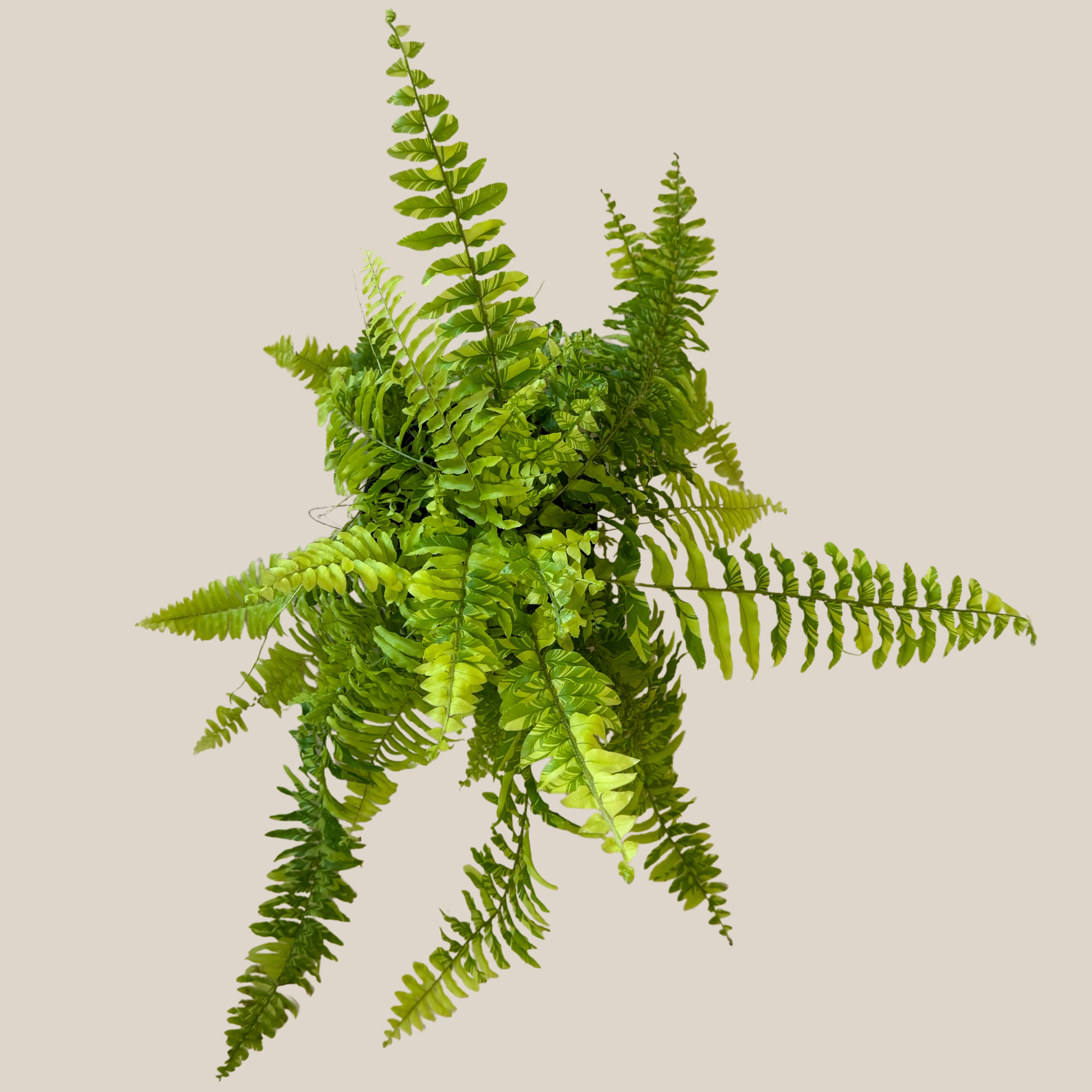 Tiger Stripe Boston Fern (Nephrolepis Exaltata &