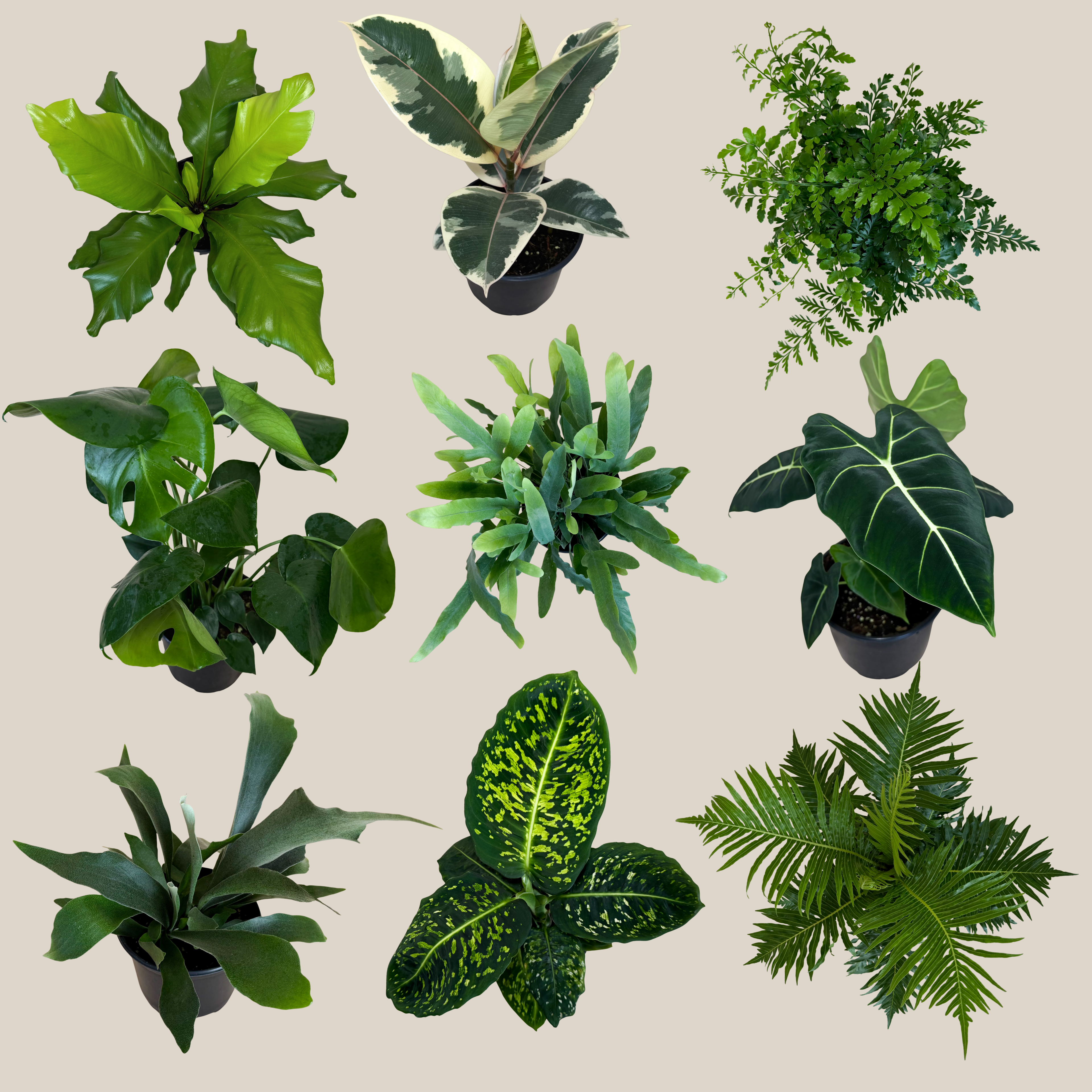 Fern &amp; Foliage Mystery Houseplant 2 Pack - 6 Inch Indoor Houseplants