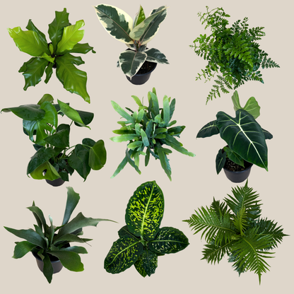 Fern &amp; Foliage Mystery Houseplant 2 Pack - 6 Inch Indoor Houseplants
