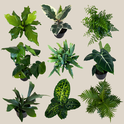 Fern &amp; Foliage Mystery Houseplant 4 Pack - 6 Inch Indoor Houseplants