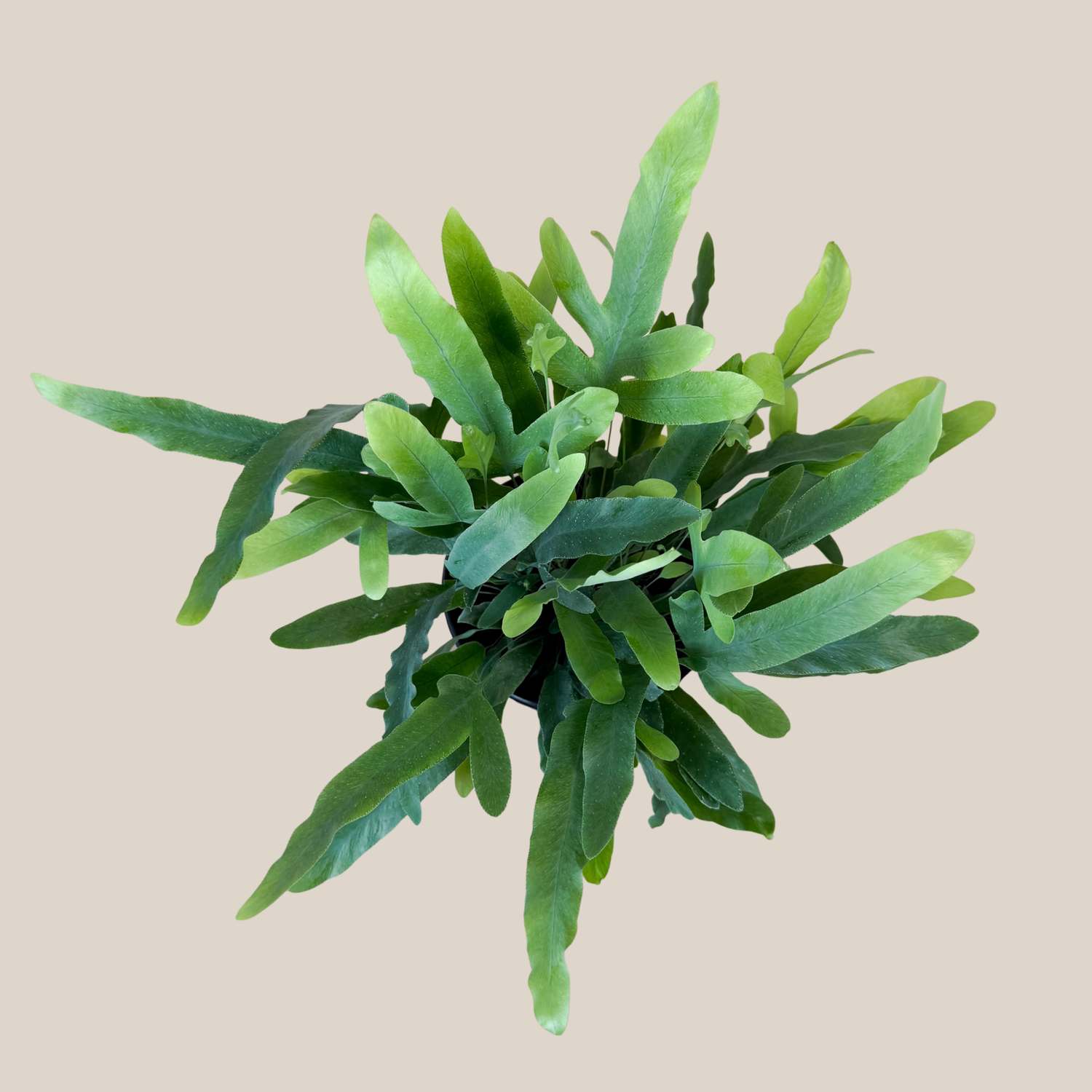 Blue Star Footed Fern (Phlebodium Aureum &