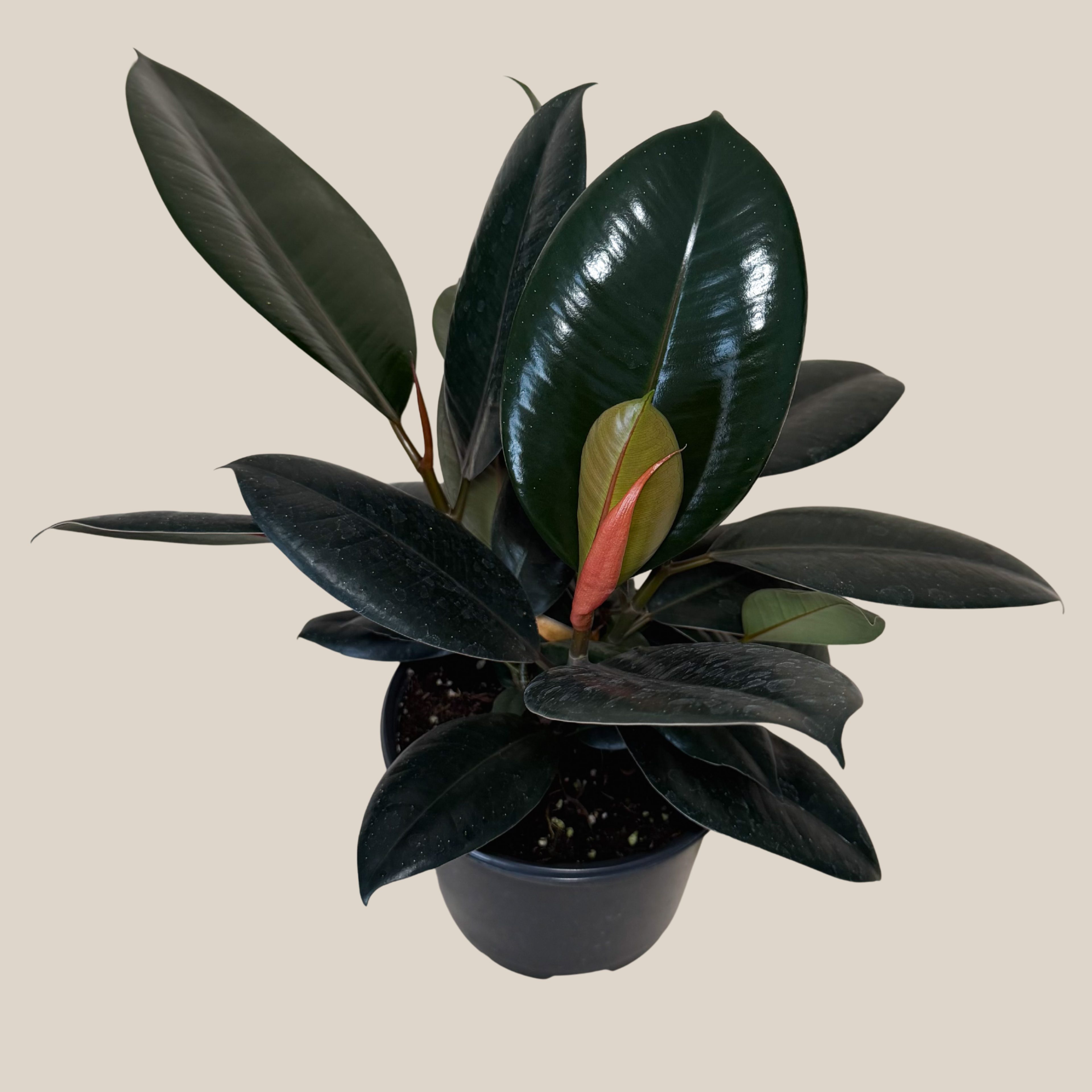 Burgundy Rubber Plant (Ficus Elastica &