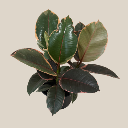 Ruby Rubber Plant (Ficus Elastica &
