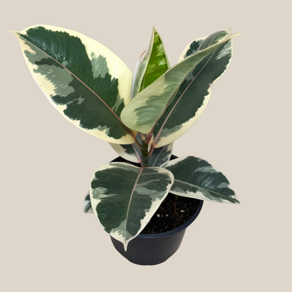 Variegated Rubber Plant (Ficus Elastica &