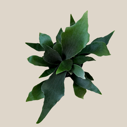 Staghorn Netherlands Fern (Platycerium Bifurcatum &