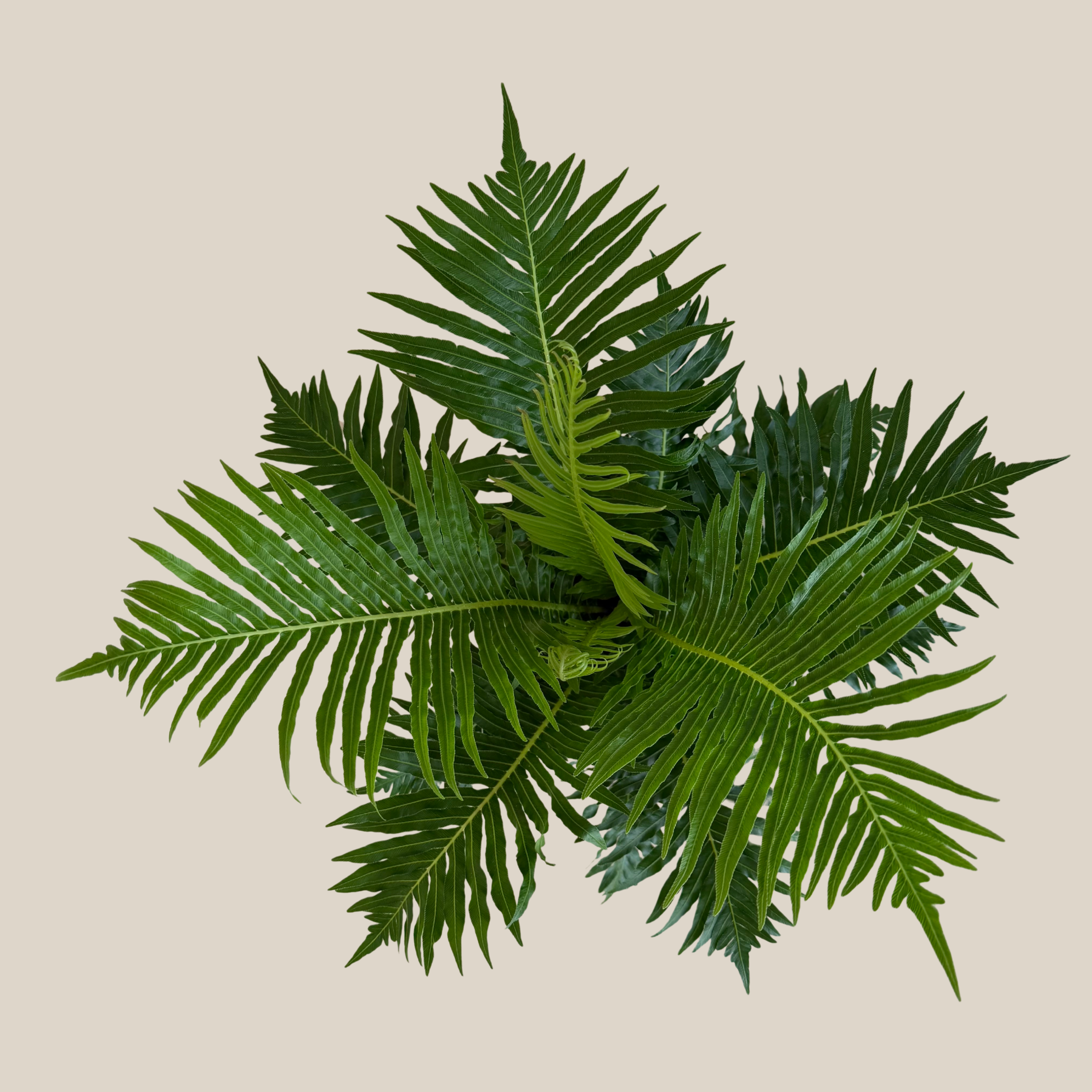 Silver Lady Tree Fern (Blechnum Gibbum &