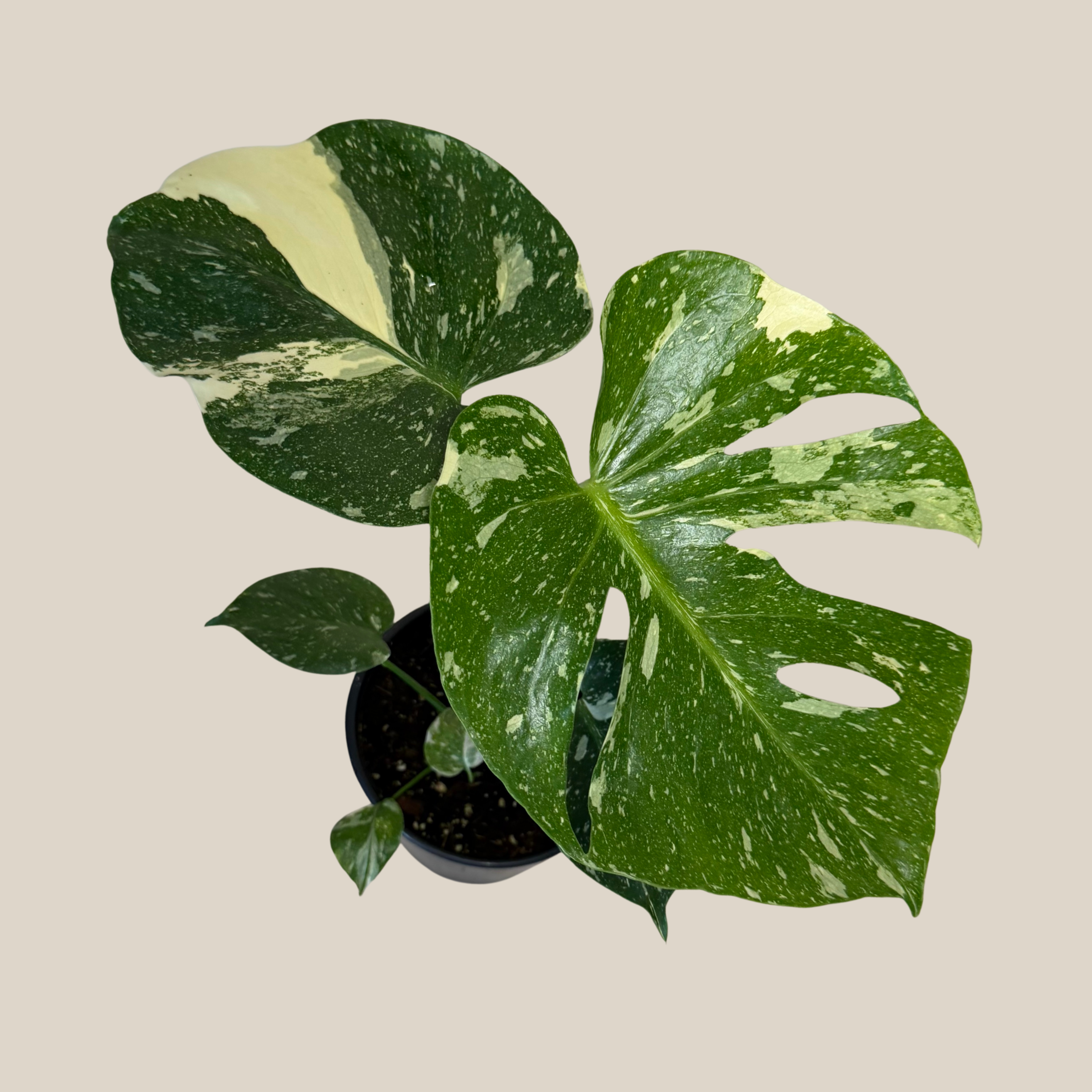 Monstera Thai Constellation (Monstera Deliciosa &