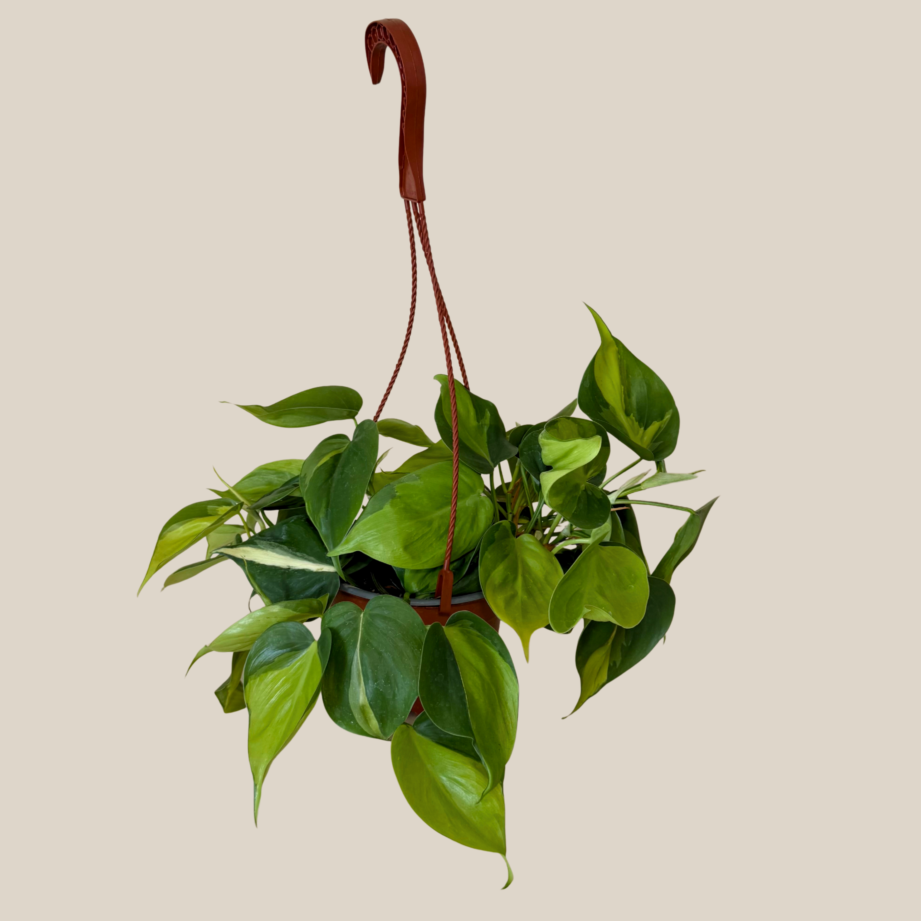 Philodendron Brasil Hanging Basket (Philodendron Hederaceum &