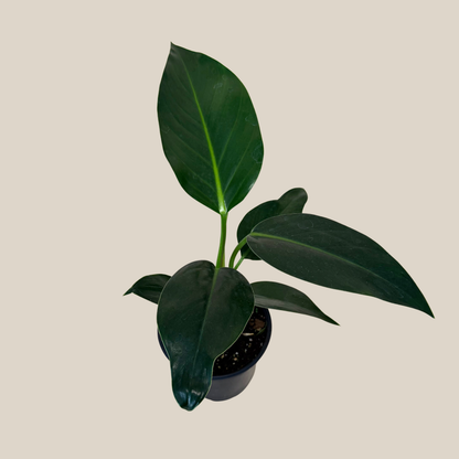 Philodendron Green Congo (Philodendron Tatei &