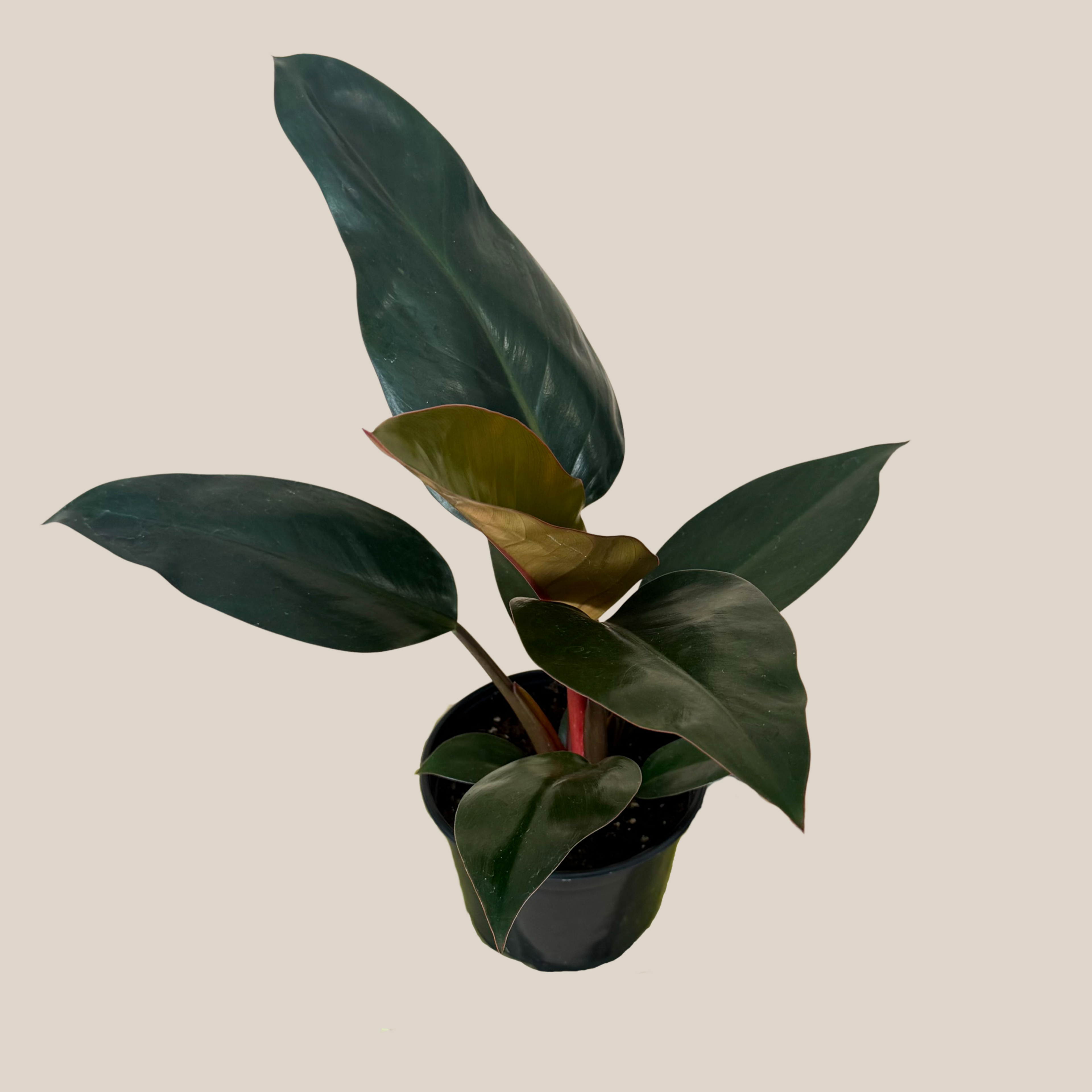 Philodendron Rojo Congo (Philodendron Tatei &