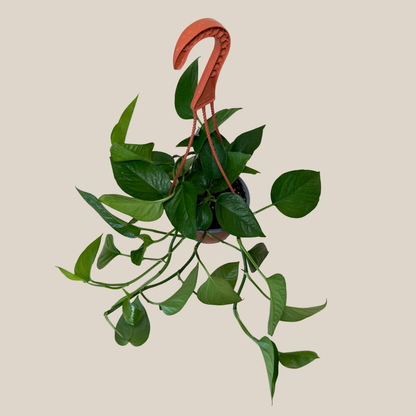 Pothos Jade Hanging Basket (Epipremnum Aureum &