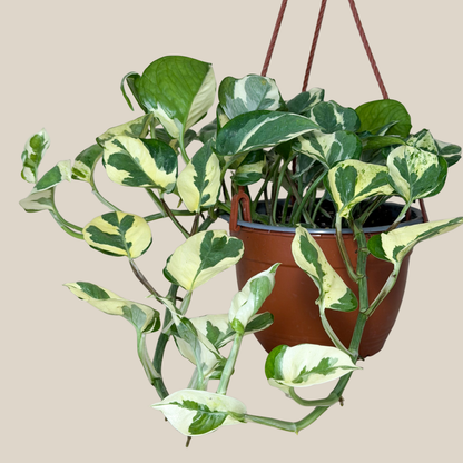 Pothos N&