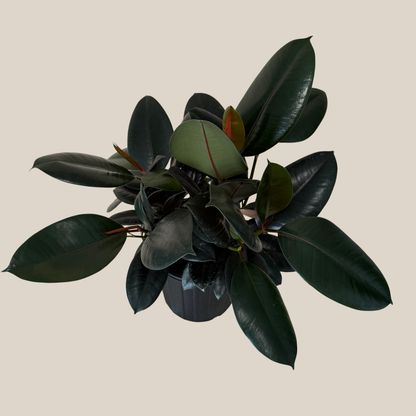 Burgundy Rubber Plant (Ficus Elastica &