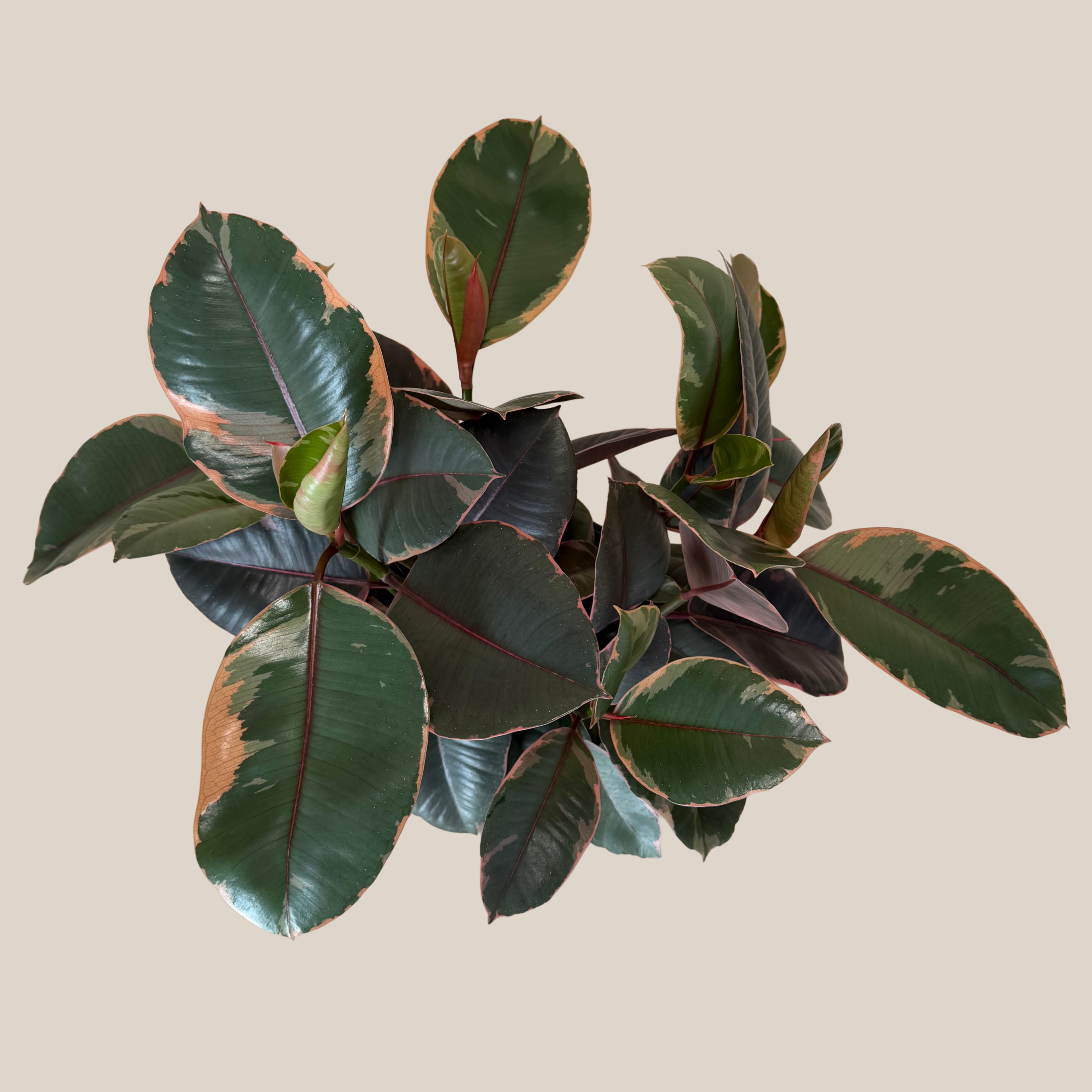 Ruby Rubber Tree (Ficus Elastica�&