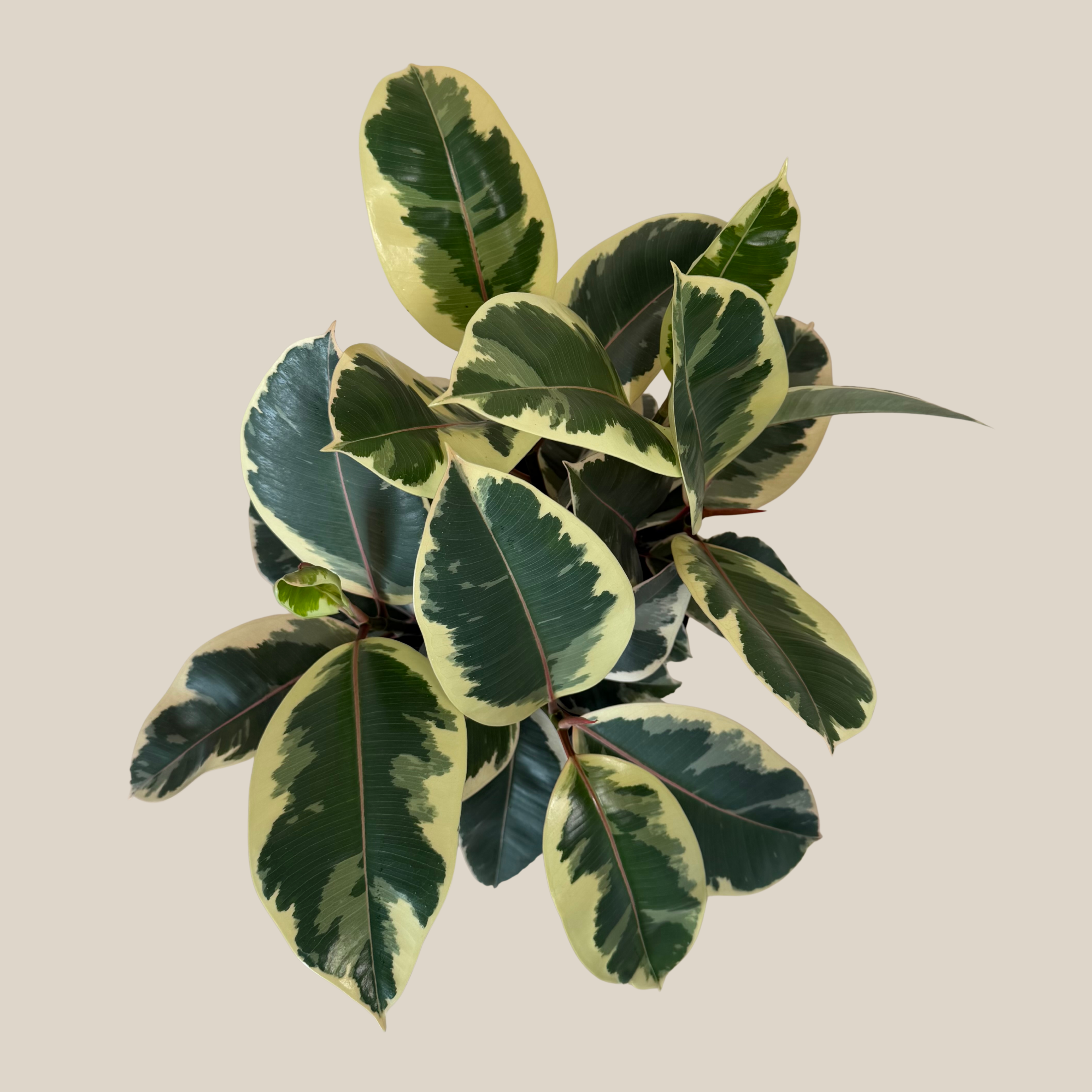 Variegated Rubber Tree (Ficus Elastica &