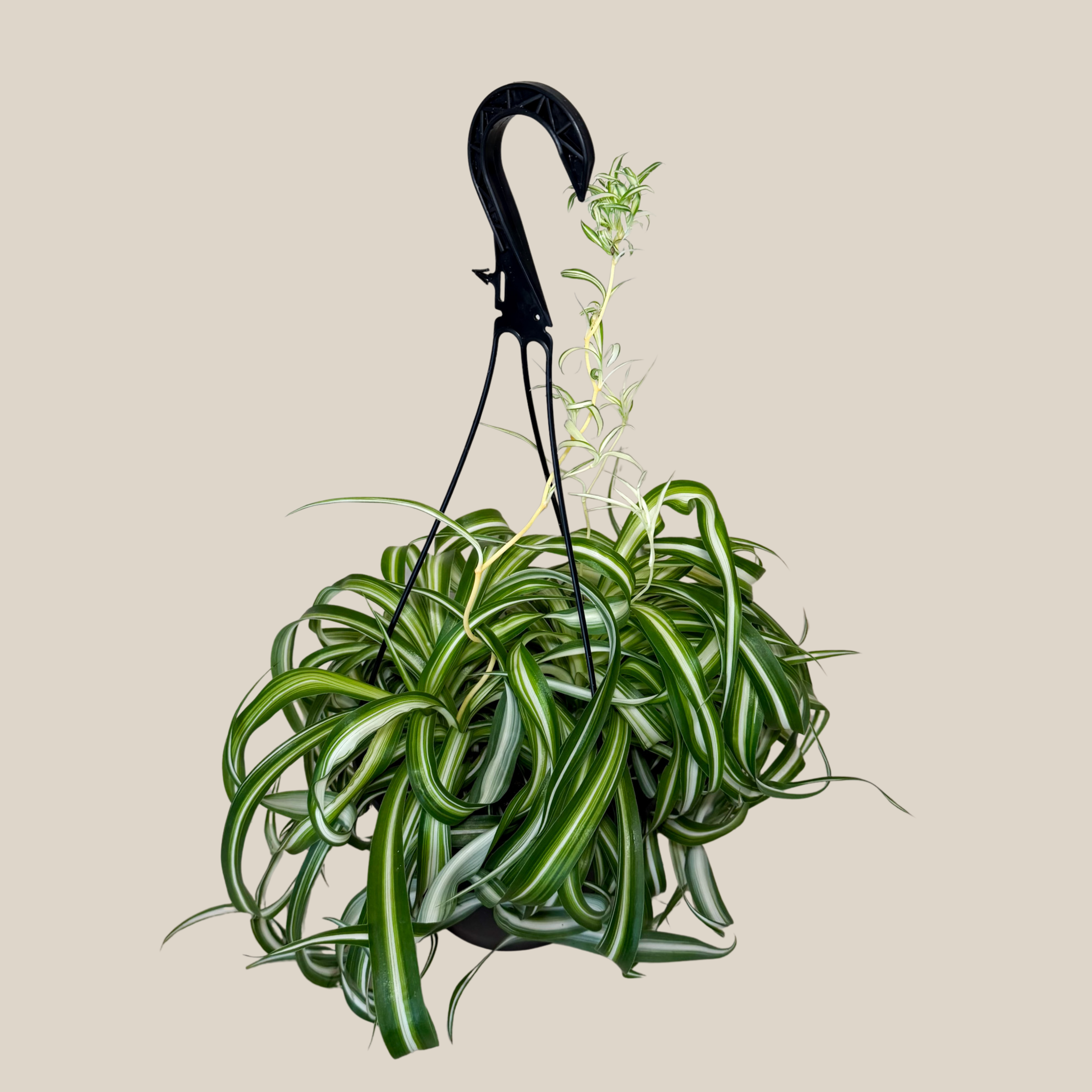 Spider Curly Hanging Basket (Chlorophytum Comosum &