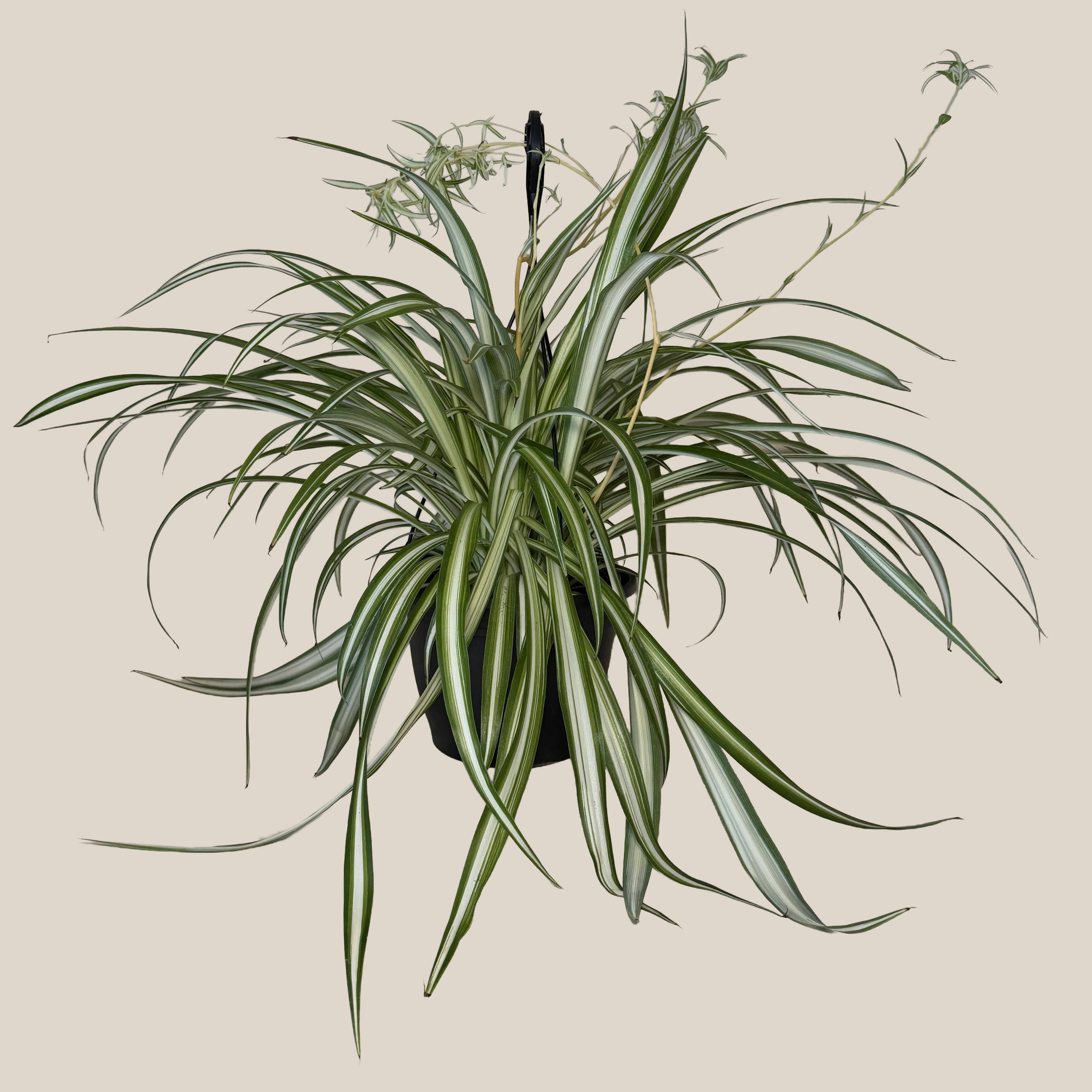 Spider Variegated Hanging Basket (Chlorophytum Comosum &