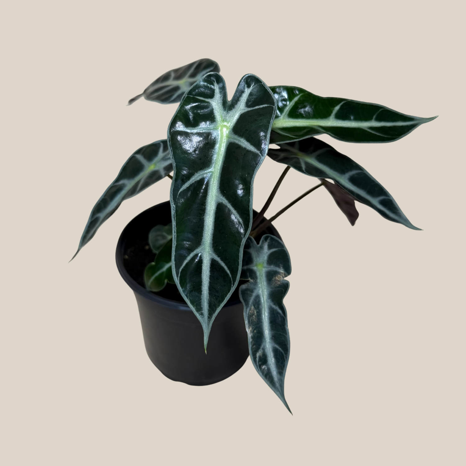 Alocasia Bambino (Alocasia Amazonica &