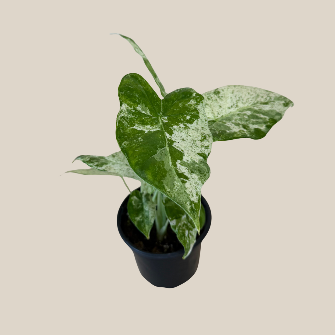 Alocasia Blizzard (Alocasia Odora &