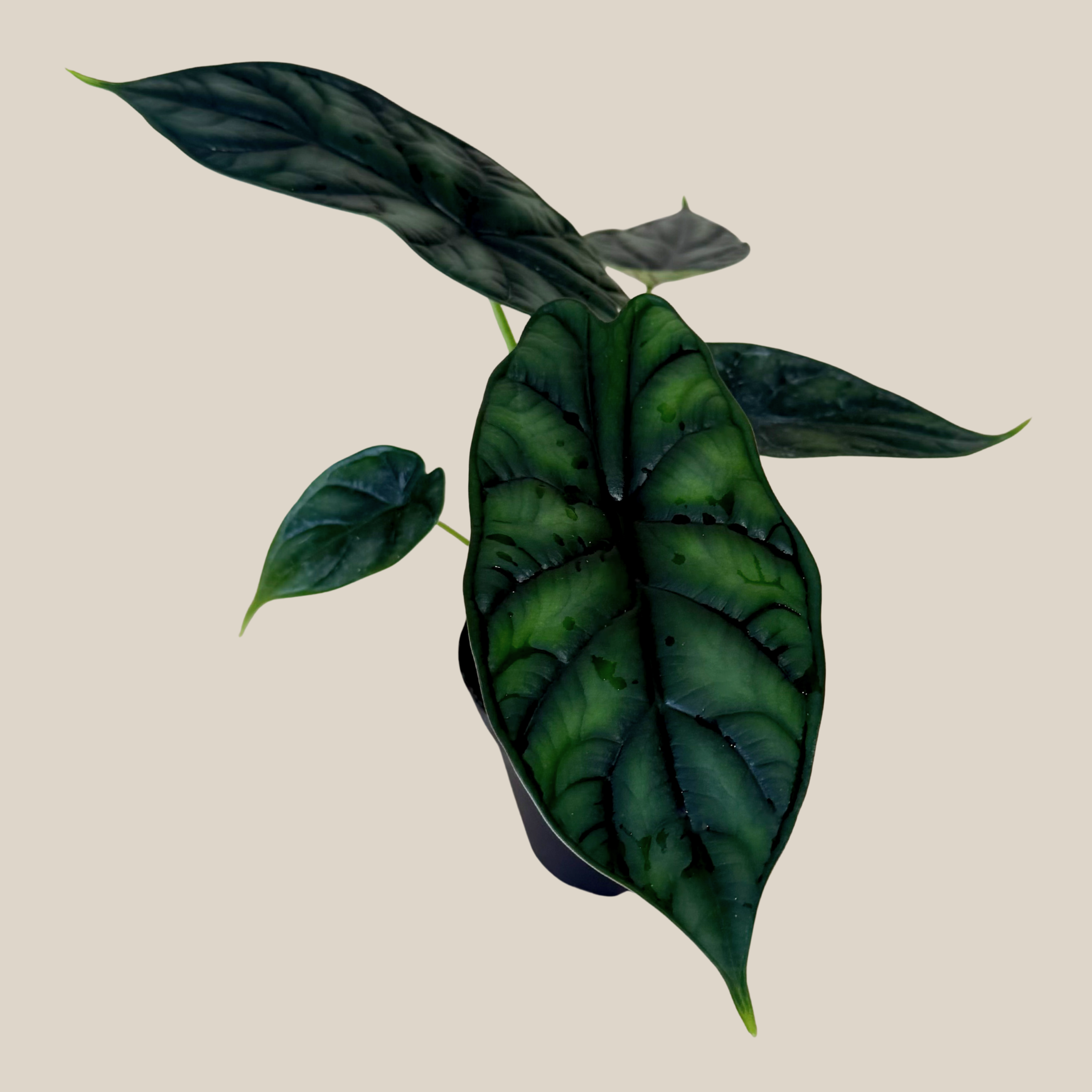 Alocasia Dragon Scale (Alocasia Baginda &