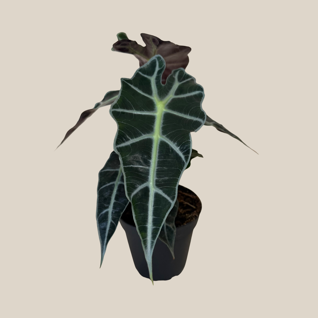 Alocasia Polly (Alocasia x Amazonica &