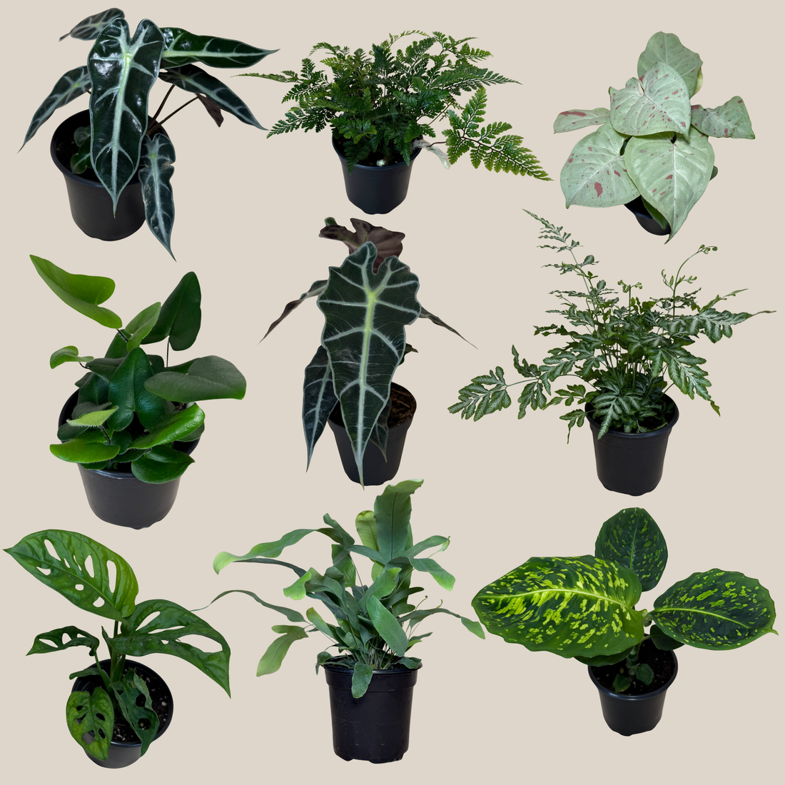 Fern &amp; Foliage Mystery Houseplant 2 Pack - 4 Inch Indoor Houseplants
