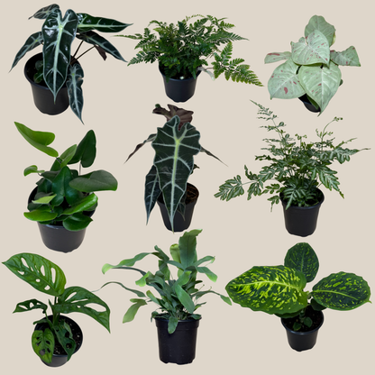 Fern &amp; Foliage Mystery Houseplant 4 Pack - 4 Inch Indoor Houseplants
