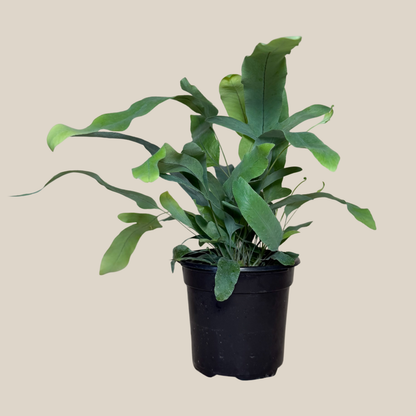 Blue Star Footed Fern (Phlebodium Aureum &