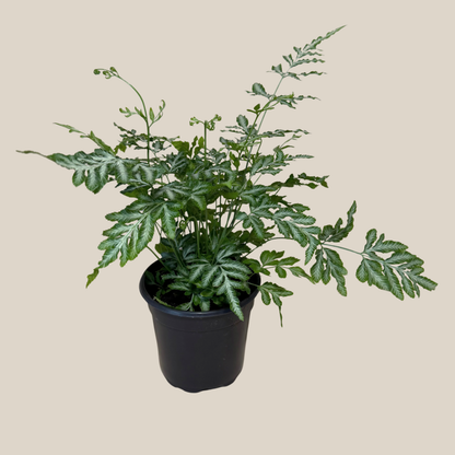 Silver Lace Fern (Pteris Ensiformis &