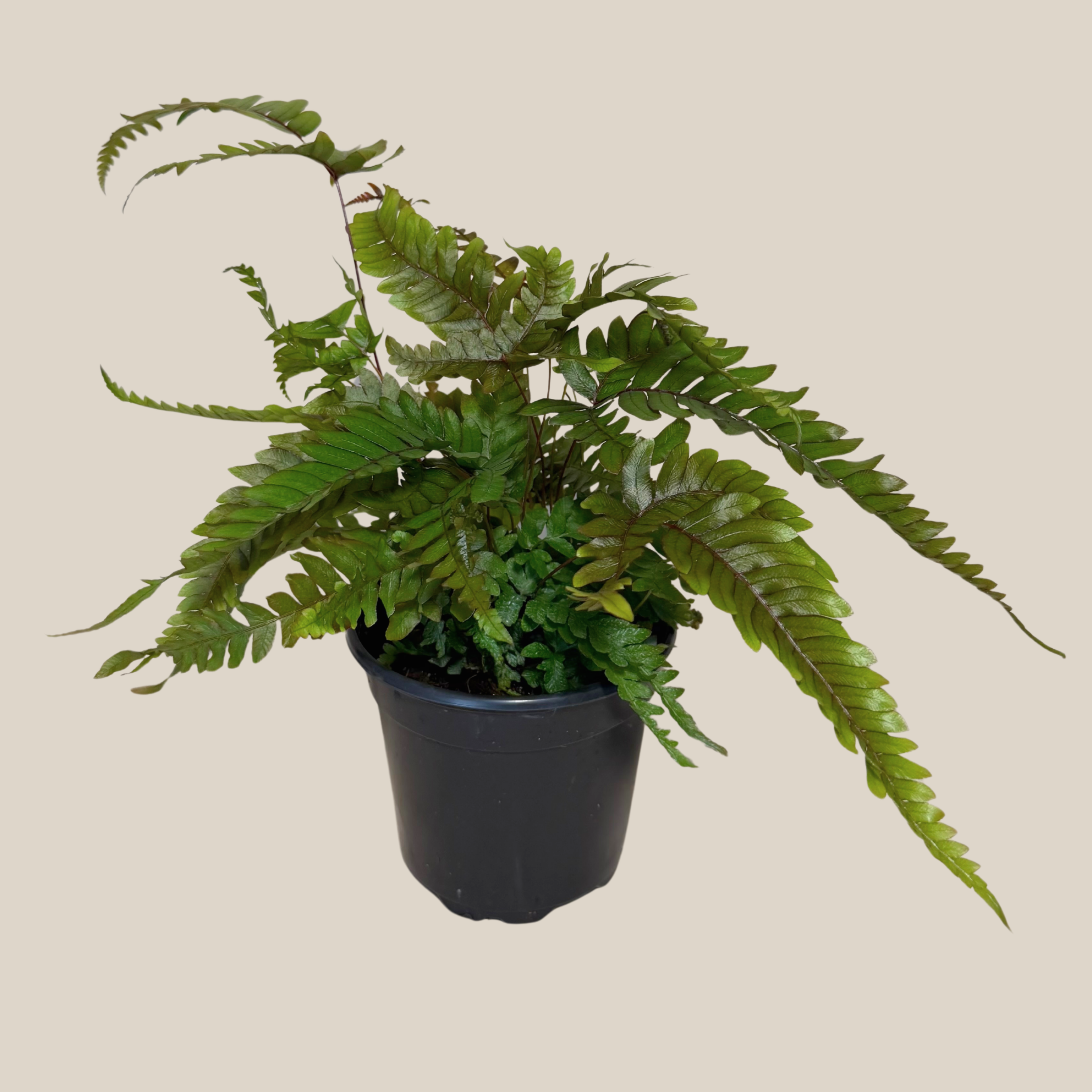Tri-Color Fern (Pteris Quadriaurita &