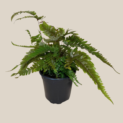 Tri-Color Fern (Pteris Quadriaurita &