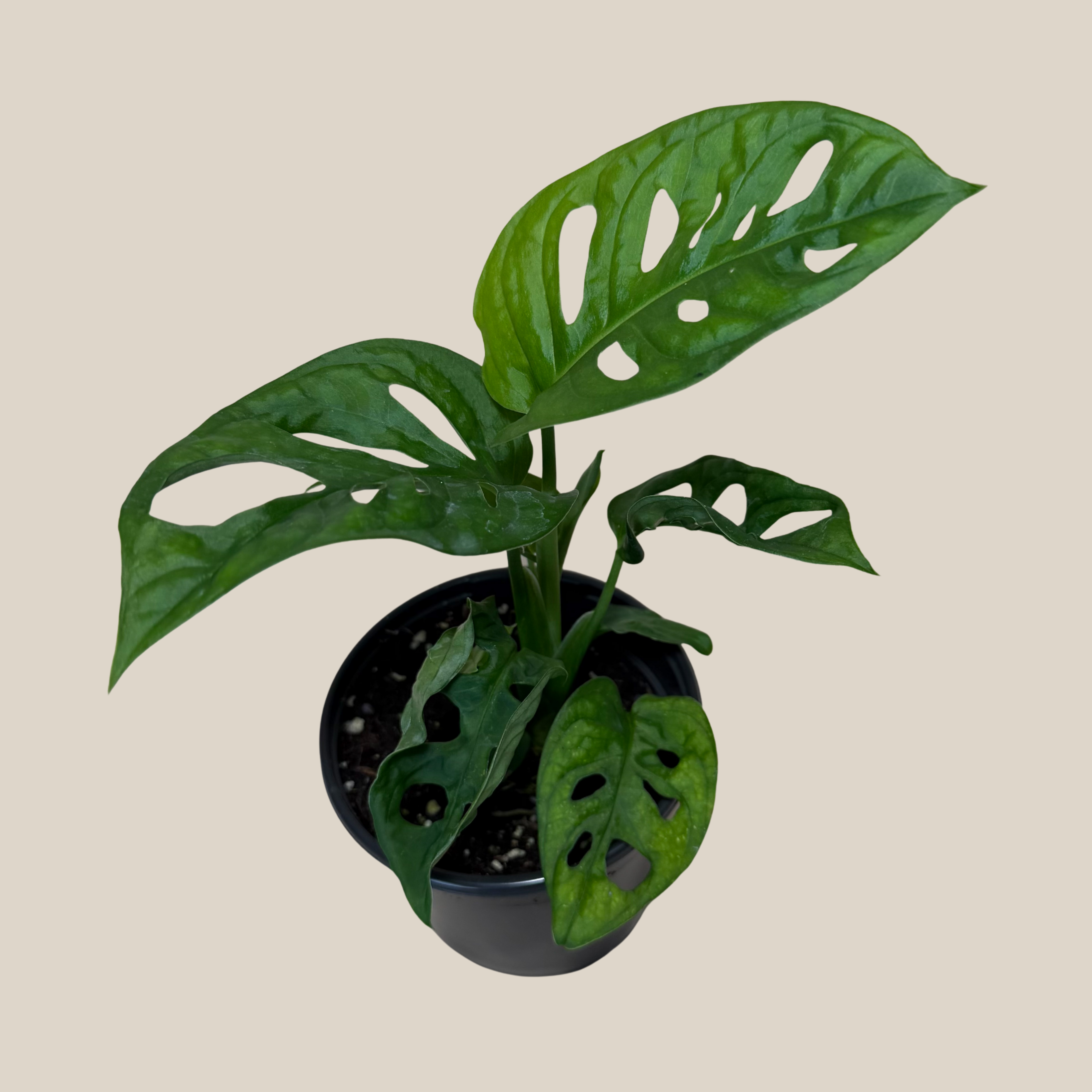 Swiss Cheese Plant (Monstera Adansonii &